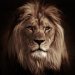 lion_man23's avatar