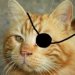 Pirate cat's avatar