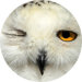 owlspook's avatar