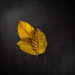 Asmaa Silem's avatar