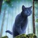 Warrior cat girl's avatar