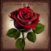 Rose Thorn's avatar