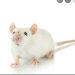 MouseKid!'s avatar