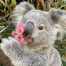 Sherry the koala's avatar