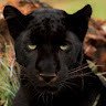 Black Cat's avatar