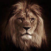 lion_man23's avatar