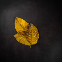 Asmaa Silem's avatar