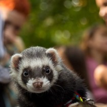 Ferret's avatar