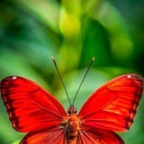 Mariposa Valdes's avatar