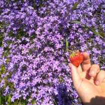 Tobias Jansson's avatar