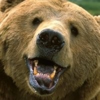 Woo Bear's avatar