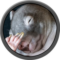 Wombat's avatar