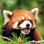 The Red Panda's avatar
