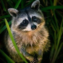 Chonky Raccoon's avatar
