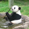 Million Pandas's avatar